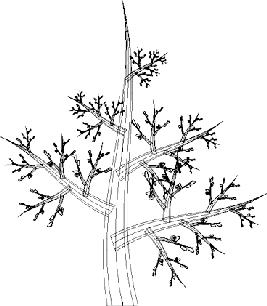 Tractal Tree